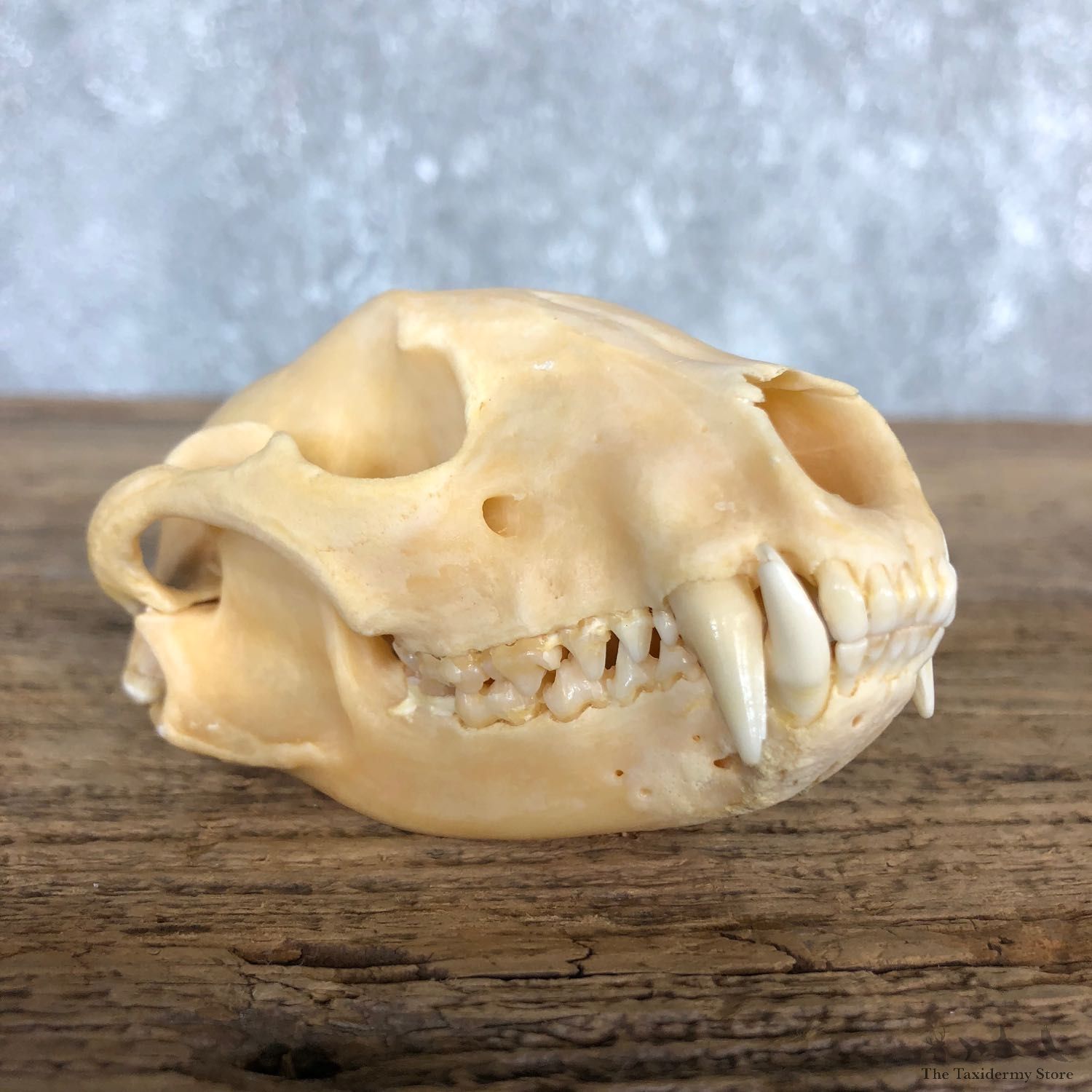 Raccoon Taxidermy Full Skull Mount #19833 For Sale @ The Taxidermy Store