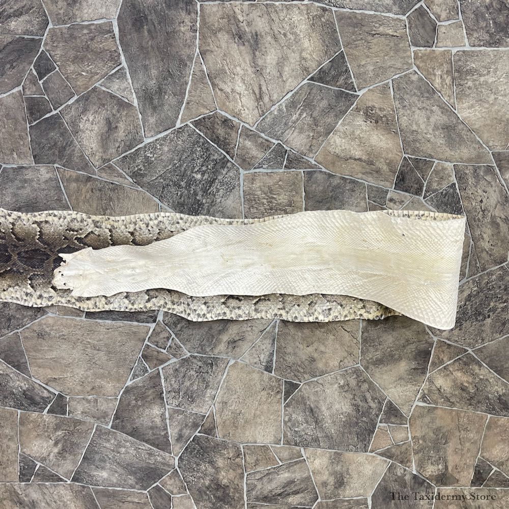 Rock Python Snake Mount For Sale #26290 @ The Taxidermy Store