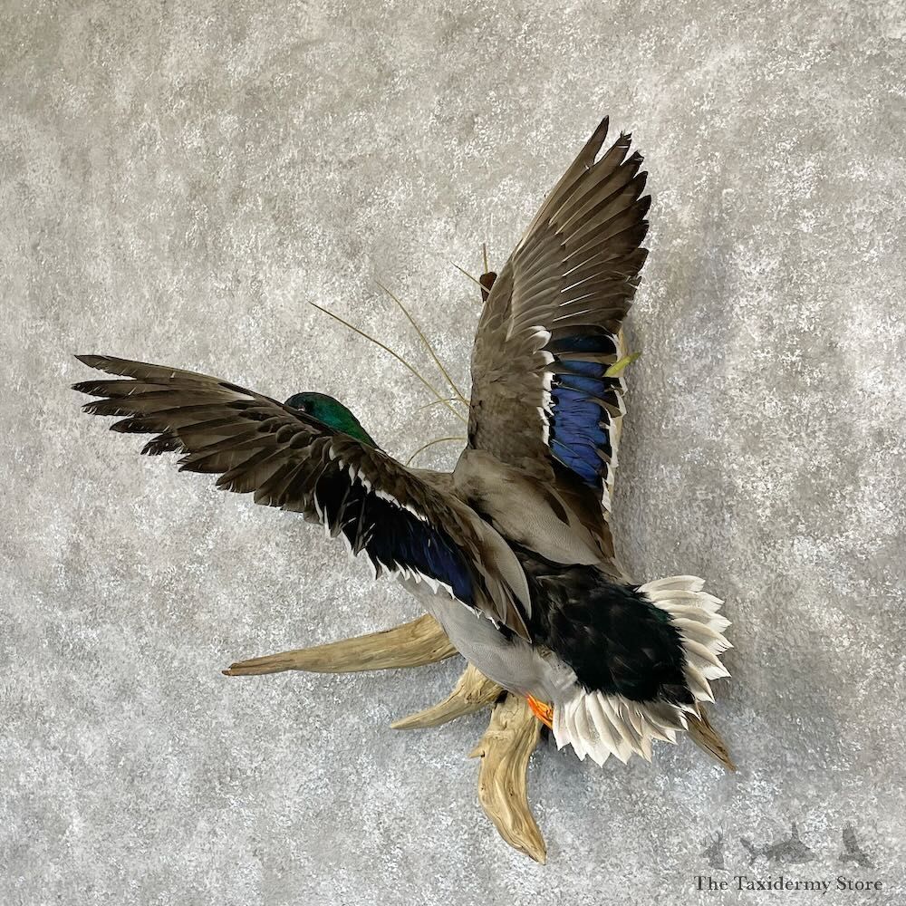 Mallard Duck Drake Mount For Sale #28199 @ The Taxidermy Store