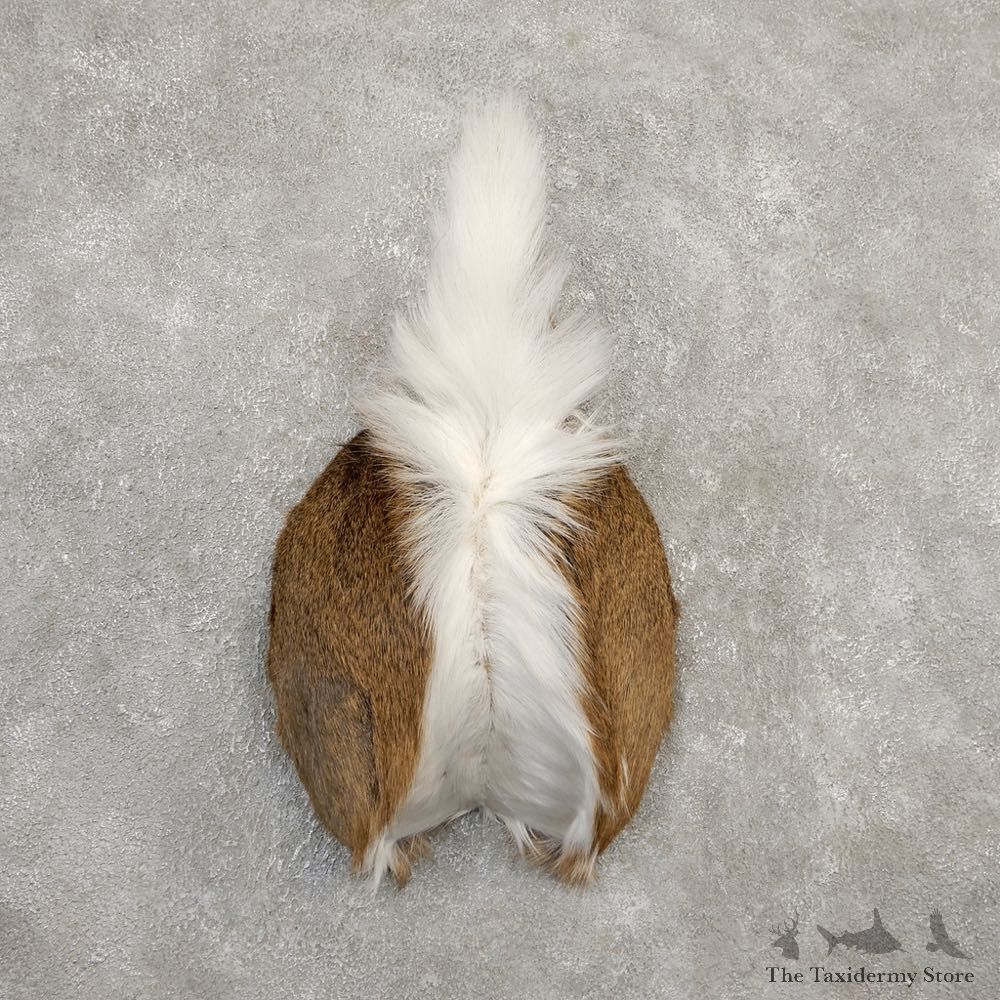 Whitetail Deer Rump Mount For Sale #20277 @ The Taxidermy Store