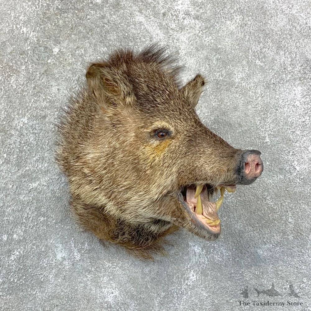 Peccary Taxidermy Shoulder Mount For Sale #22876 @ The Taxidermy Store