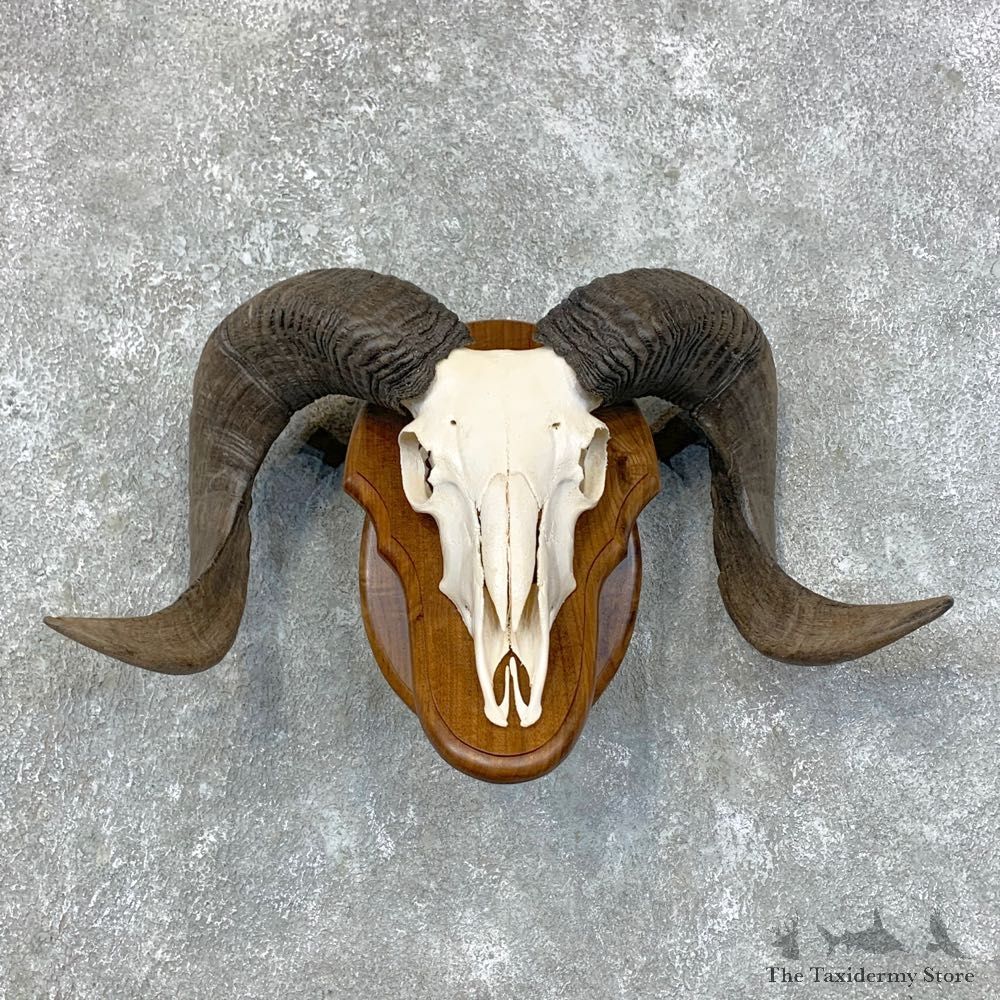 Corsican Ram Skull European Mount For Sale #23434 @ The Taxidermy Store