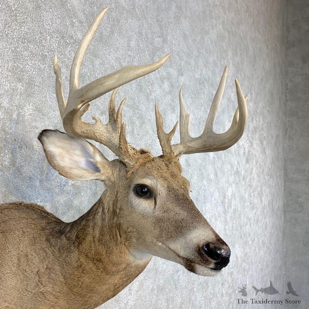Whitetail Deer Shoulder Mount #21472 For Sale - The Taxidermy Store