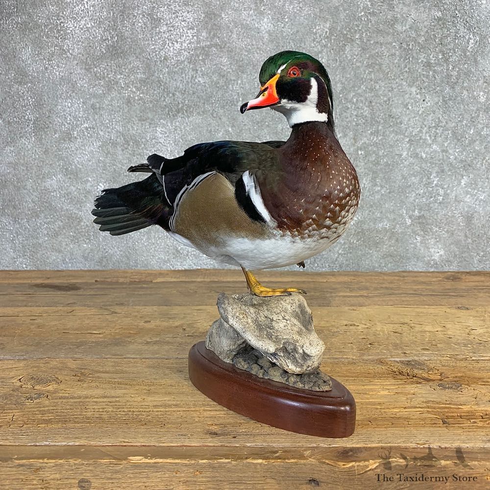 Wood Duck Taxidermy Bird Mount For Sale #26656 @ The Taxidermy Store