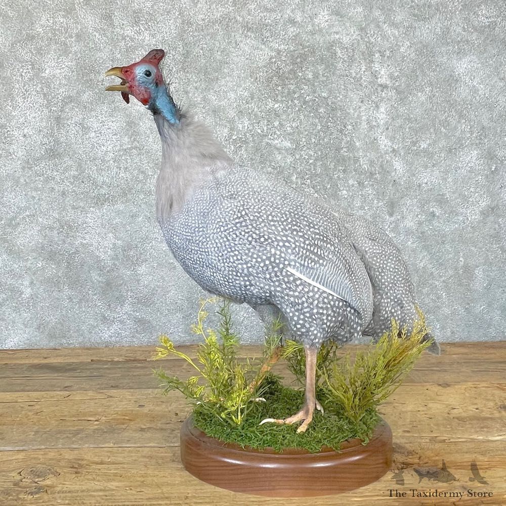 Blue Guineafowl Bird Mount For Sale #24725 @ The Taxidermy Store