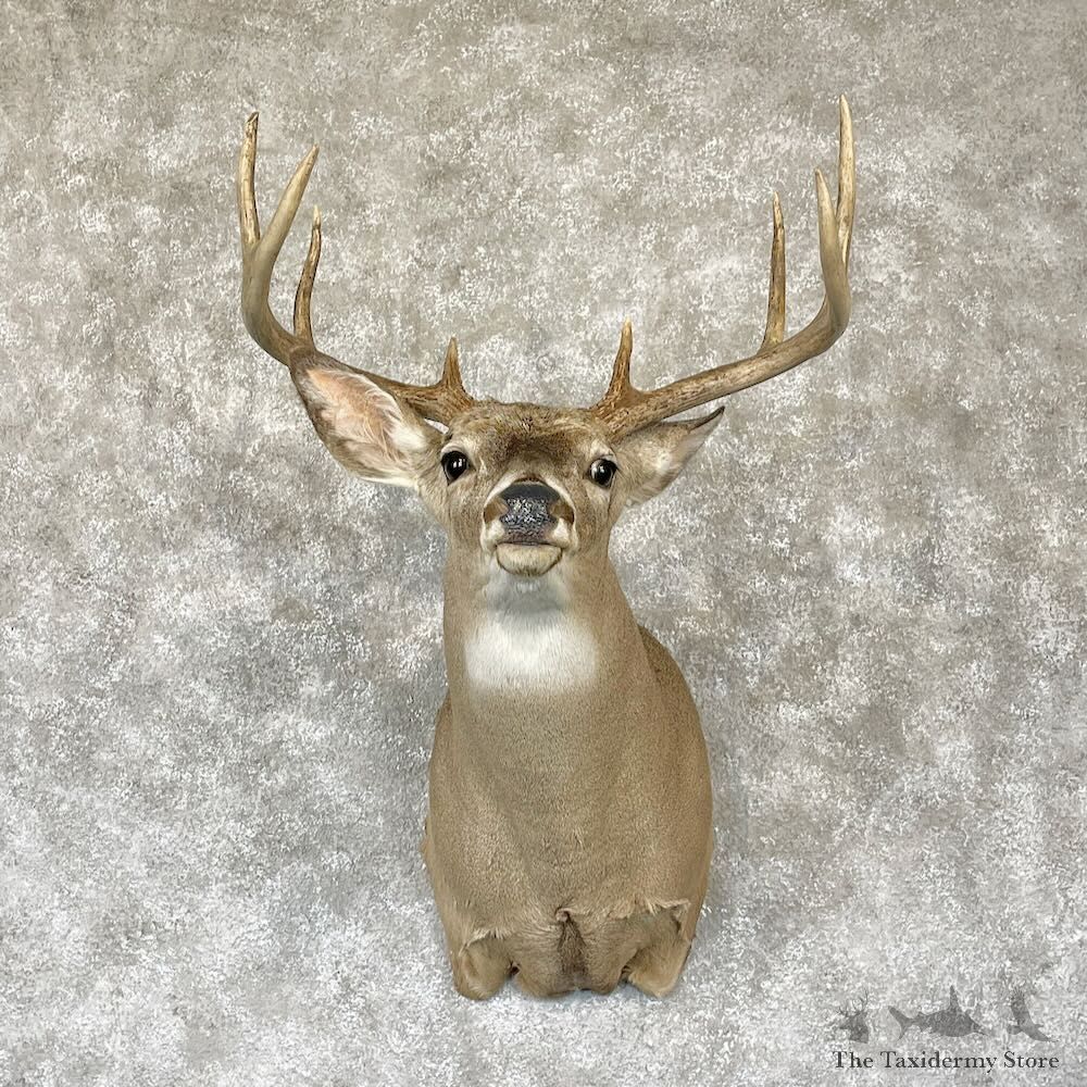 Whitetail Deer Shoulder Mount For Sale #28150 - The Taxidermy Store
