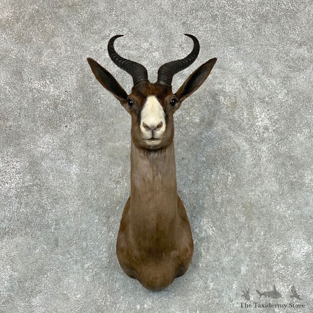 Black Springbok Shoulder Mount For Sale #22673 @ The Taxidermy Store