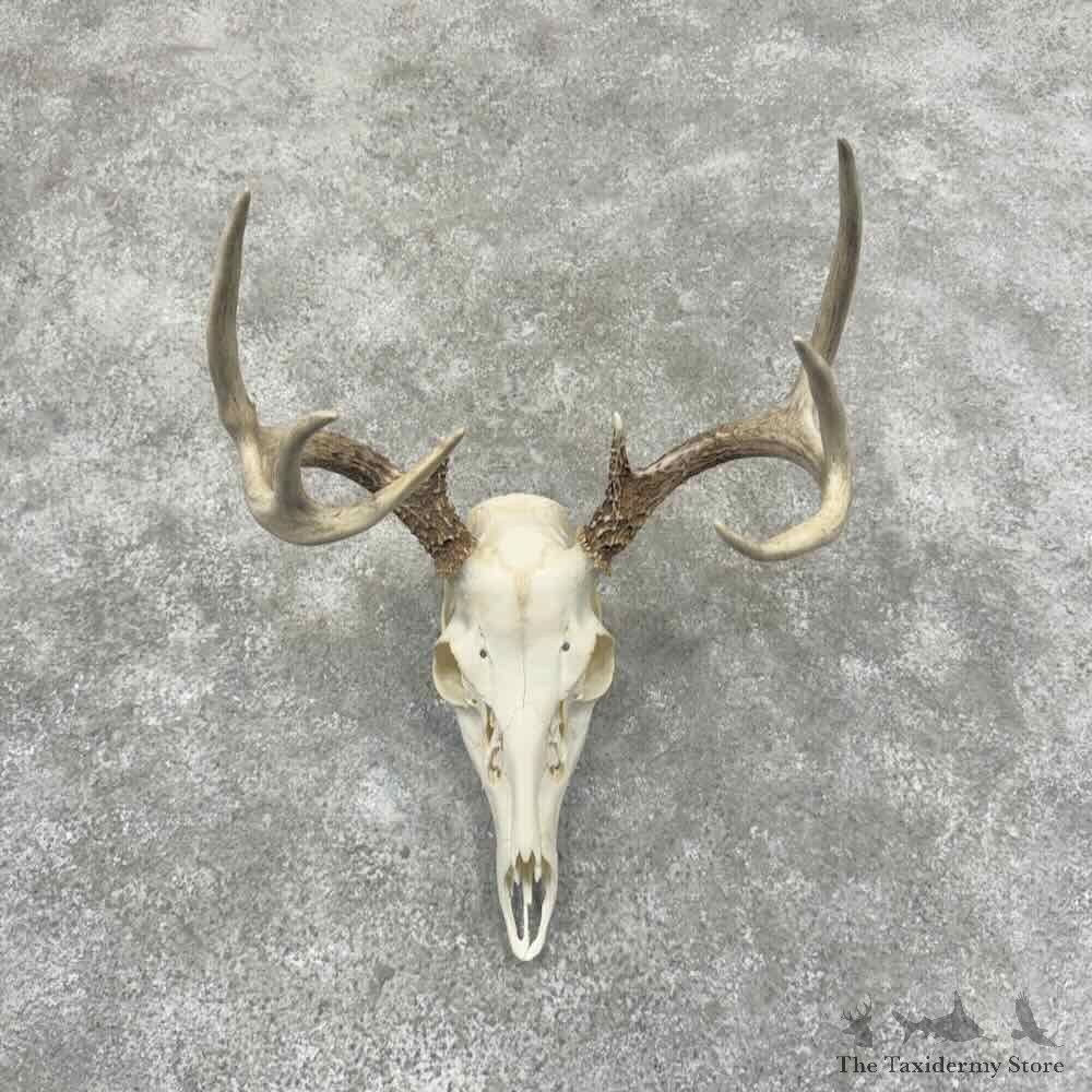 Whitetail Deer Skull European Mount For Sale #32157 @ The Taxidermy Store