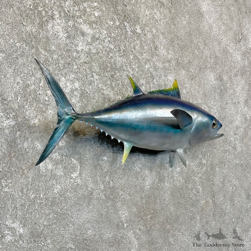 Bigeye Tuna Fish Mount For Sale #27829 - The Taxidermy Store