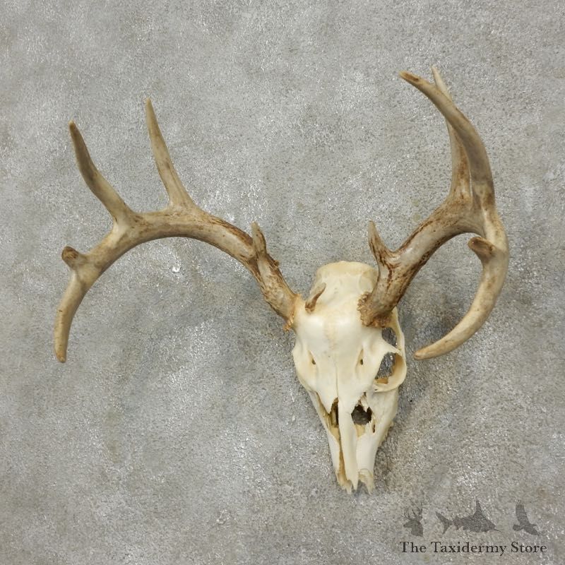 Whitetail Deer Skull European Mount For Sale #17561 @ The Taxidermy Store