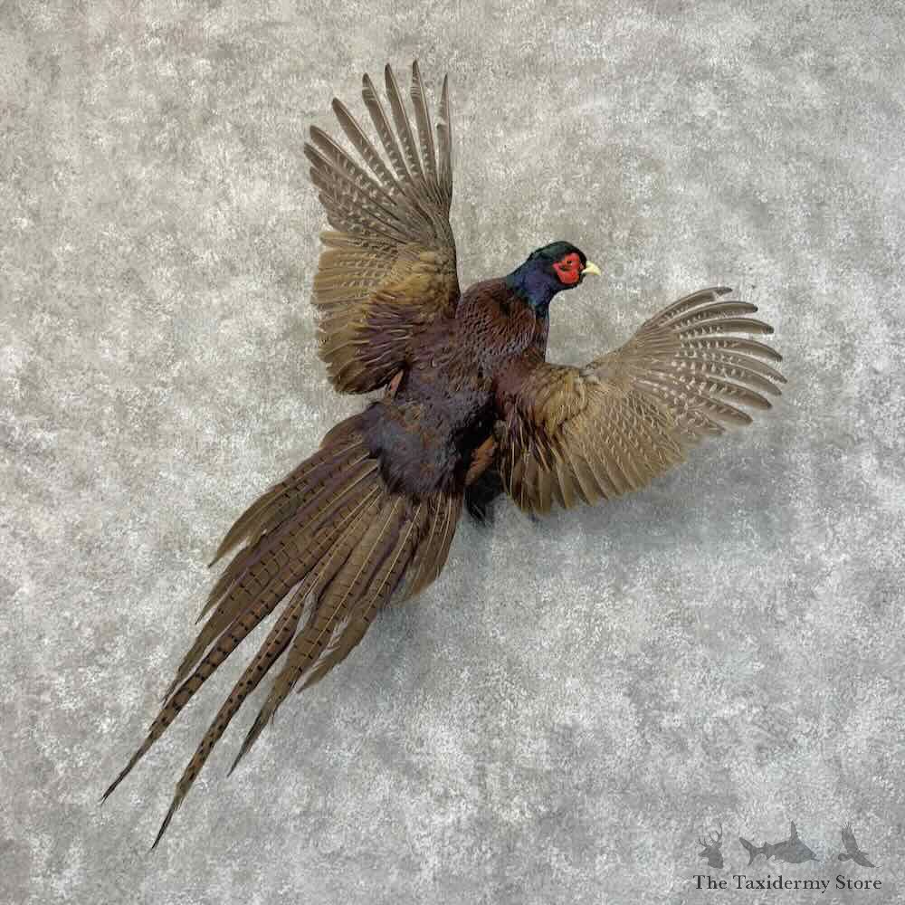 Talish Pheasant Bird Mount For Sale #31256 @ The Taxidermy Store