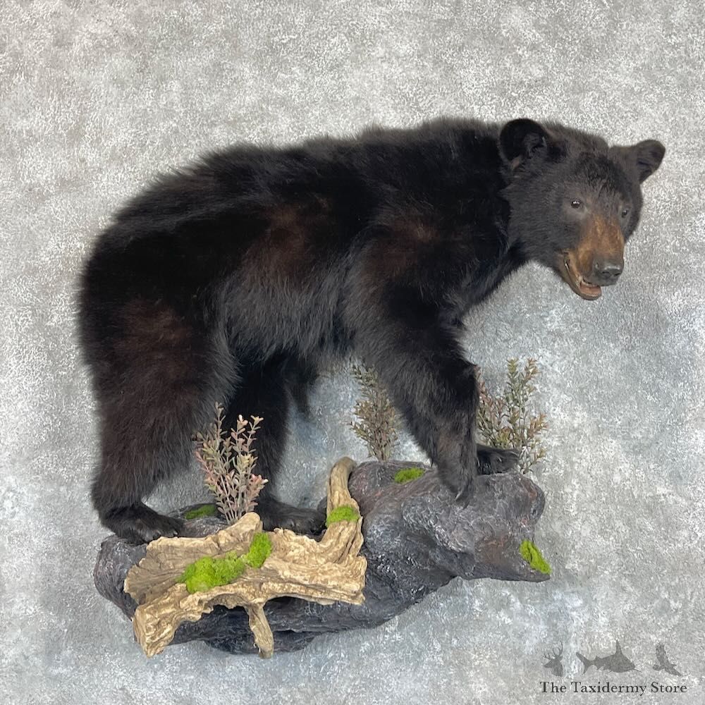 Black Bear Cub Life-Size Mount For Sale #27384 @ The Taxidermy Store