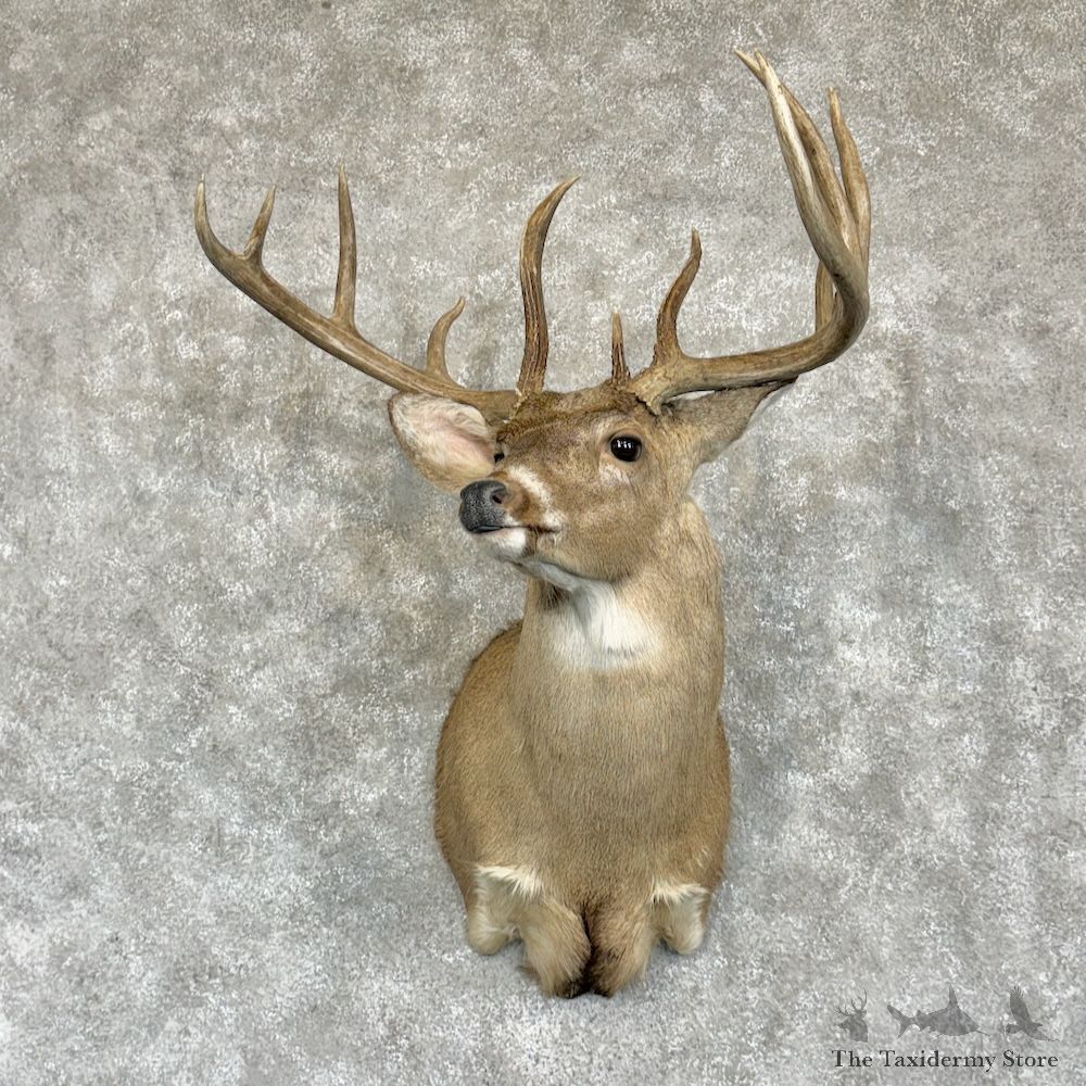 Whitetail Deer Shoulder Mount For Sale #29630 @ The Taxidermy Store