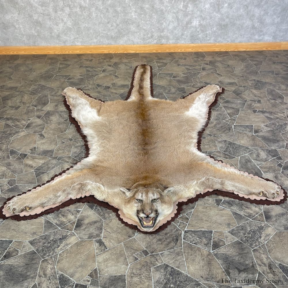Mountain Lion Full-Size Rug For Sale #25592 @ The Taxidermy Store