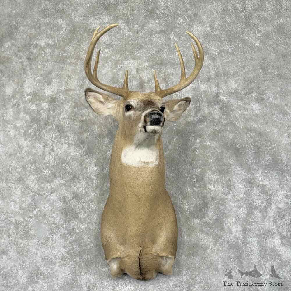 Whitetail Deer Shoulder Mount For Sale #31929 @ The Taxidermy Store