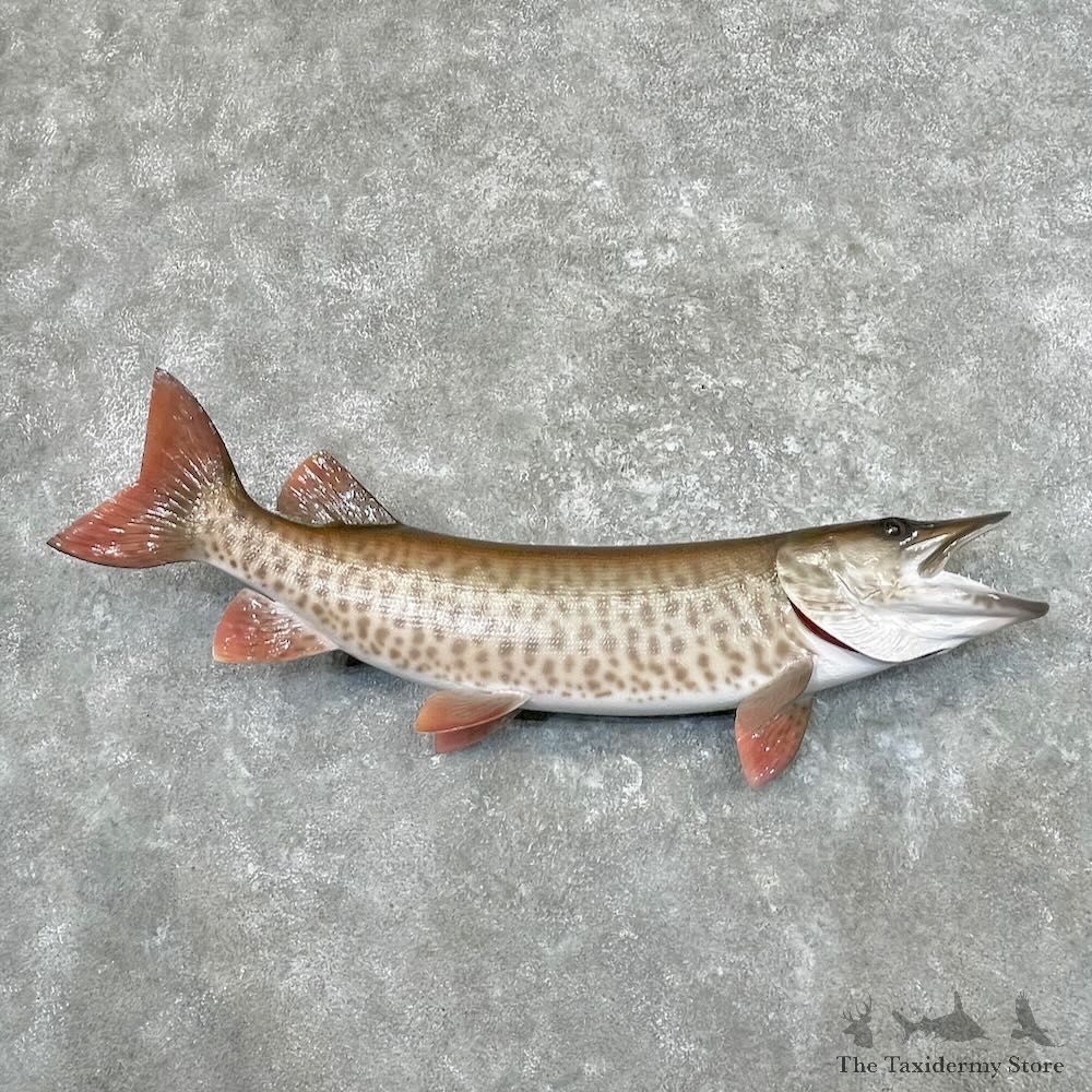 Reproduction Muskellunge Fish Mount For Sale #27677 @ The Taxidermy Store