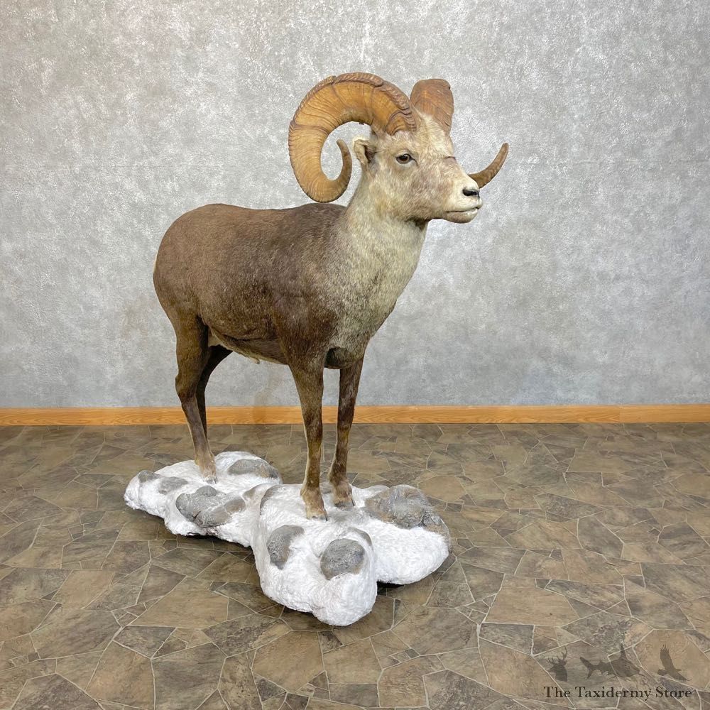 Stone Sheep Life-Size Mount For Sale #24101 @ The Taxidermy Store