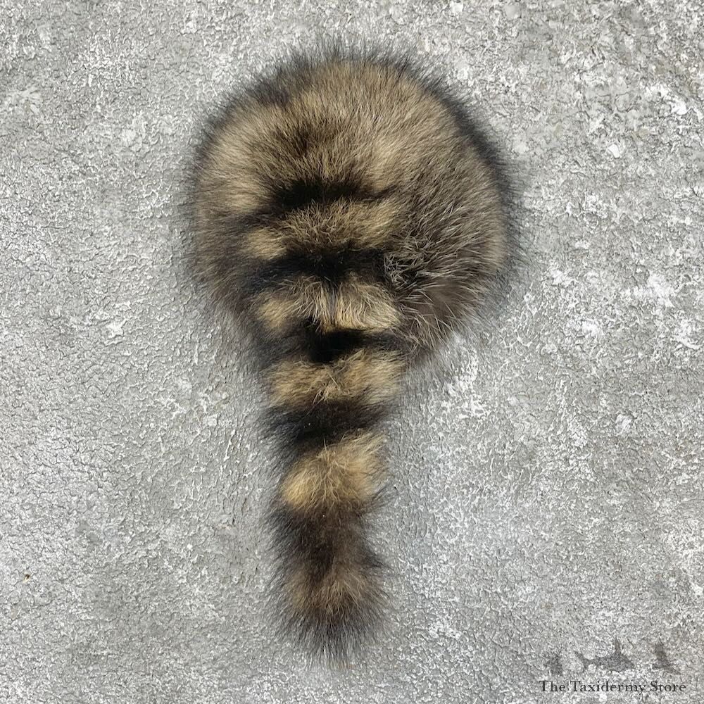 Raccoon Rump Novelty Mount For Sale #27498 @ The Taxidermy Store