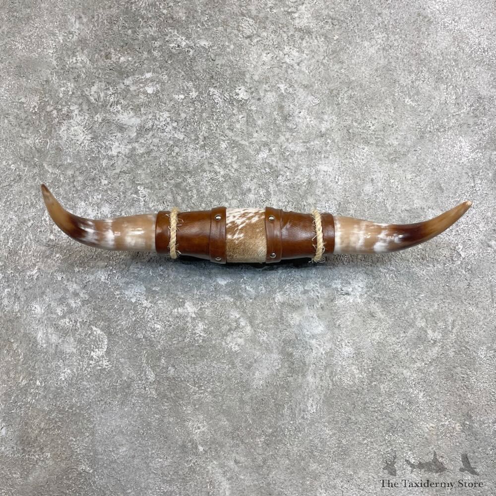 Longhorn Steer Plaque For Sale #27980 @ The Taxidermy Store