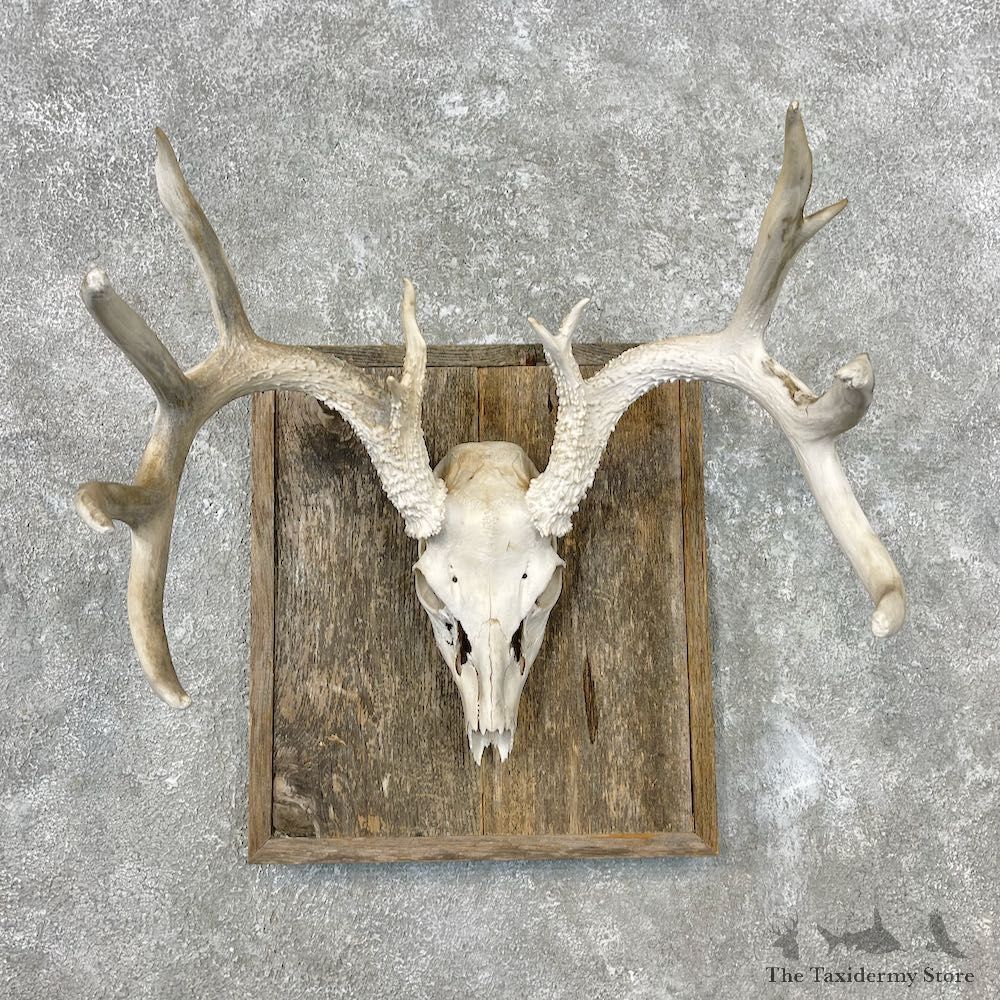 Whitetail Deer Skull European Mount For Sale #26856 @ The Taxidermy Store