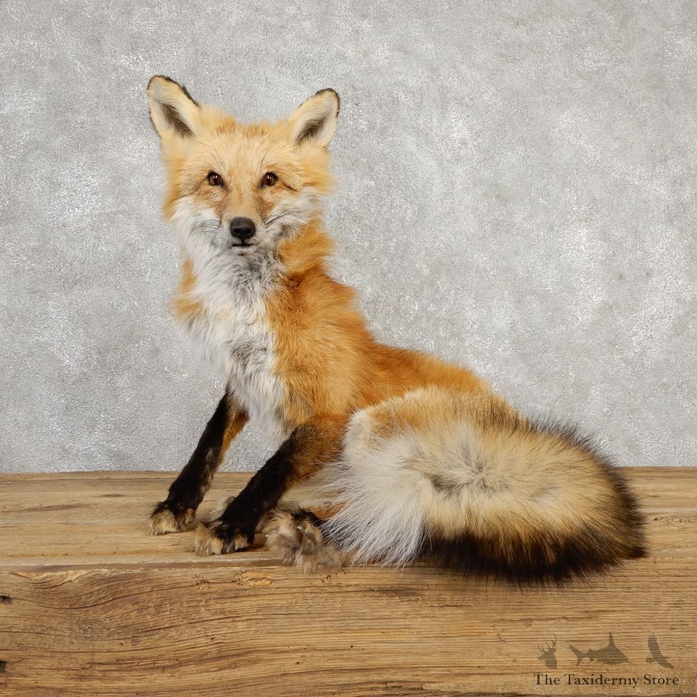 Red Fox Life-Size Mount For Sale #20316 @ The Taxidermy Store
