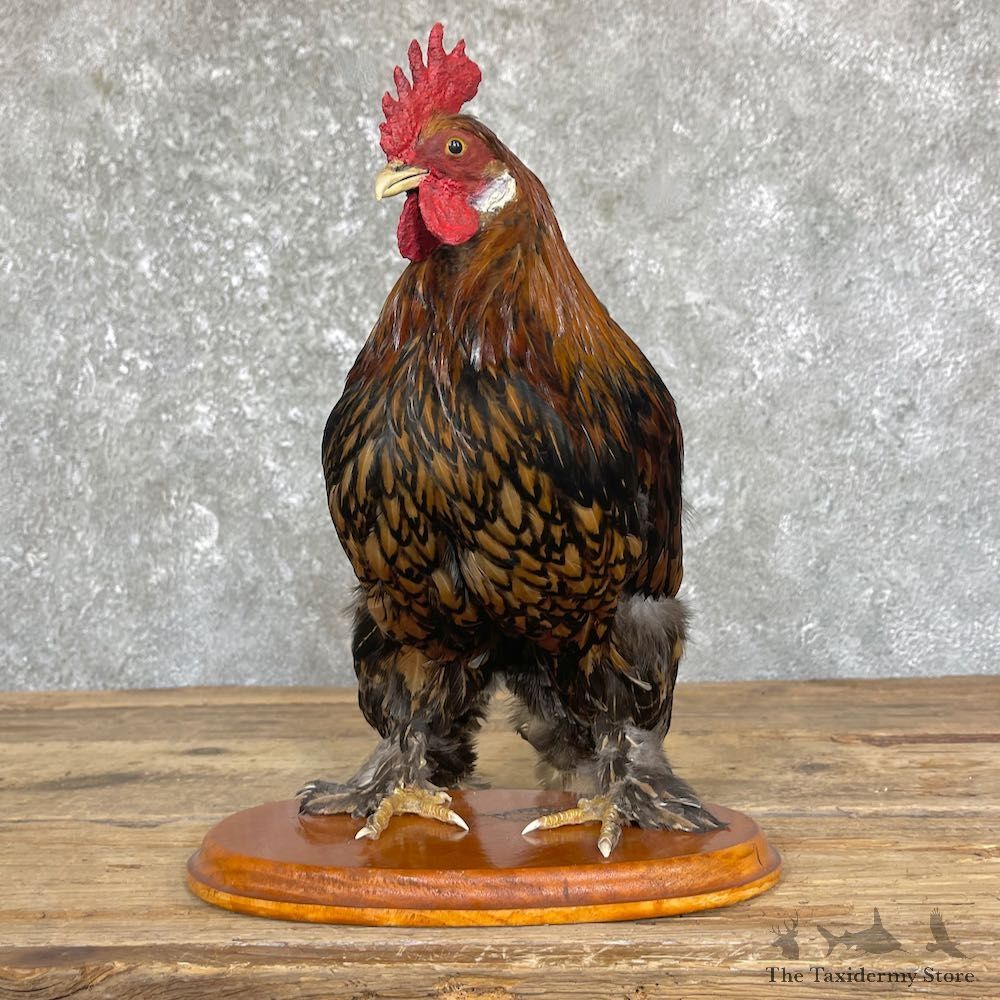 Domestic Chicken Rooster Bird Mount For Sale #26347 @ The Taxidermy Store
