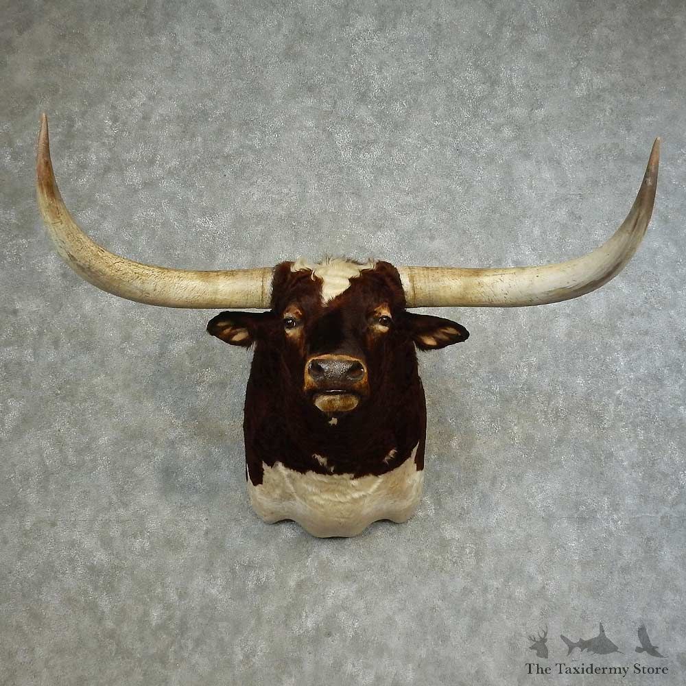 Texas Longhorn Shoulder Mount For Sale #16641 @ The Taxidermy Store