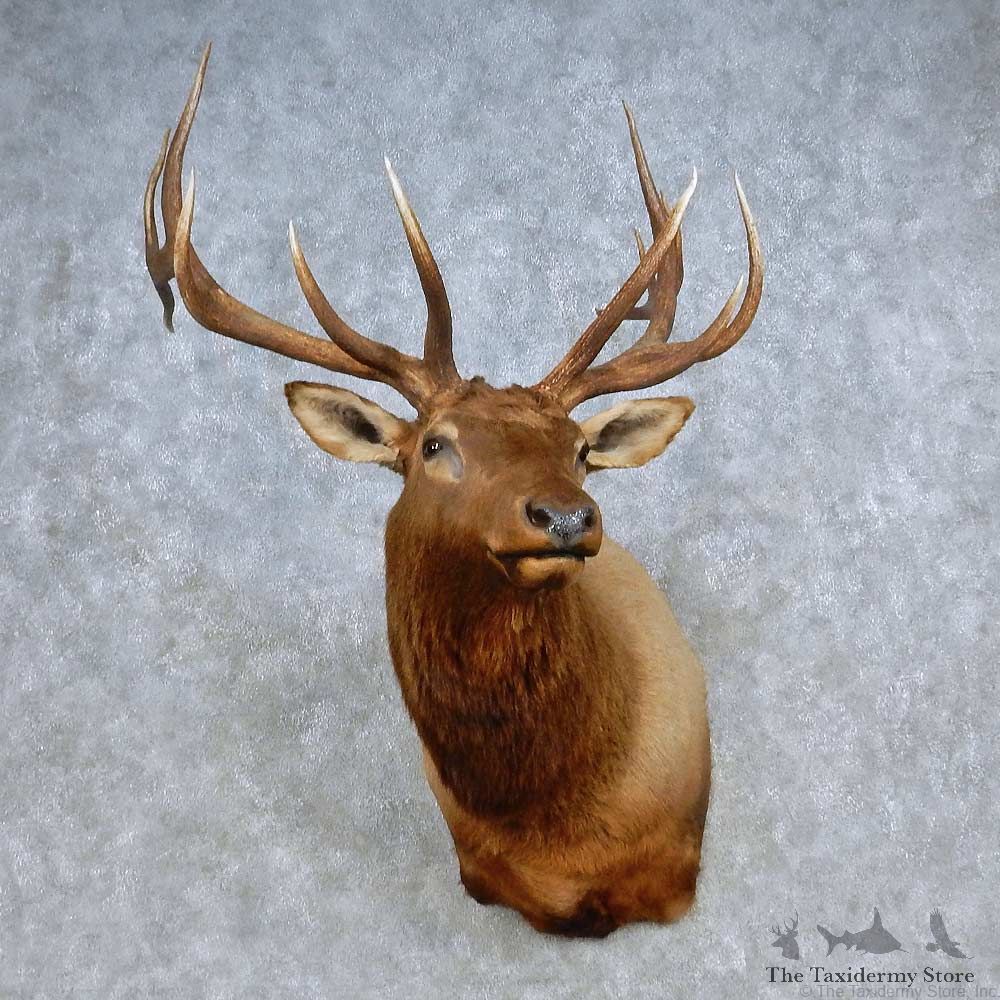 Rocky Mountain Elk Shoulder Mount For Sale #15098 @ The Taxidermy Store