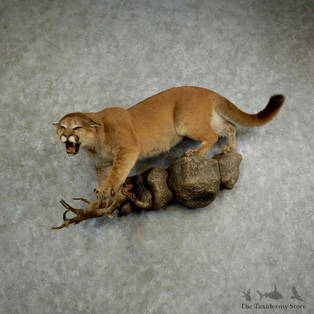 Mountain Lion Life-Size Mount For Sale #17033 @ The Taxidermy Store