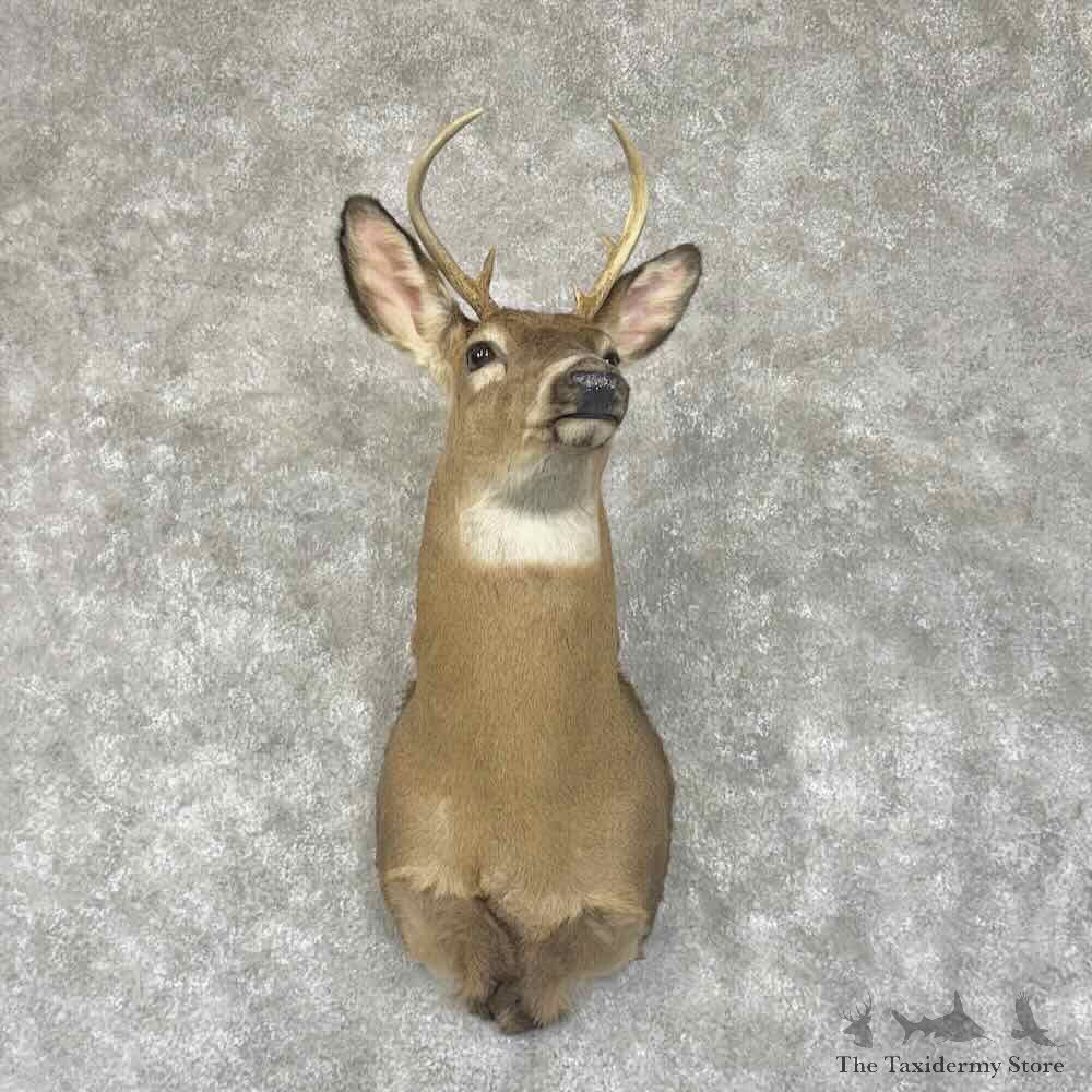 Whitetail Deer Shoulder Mount For Sale #30682 @ The Taxidermy Store