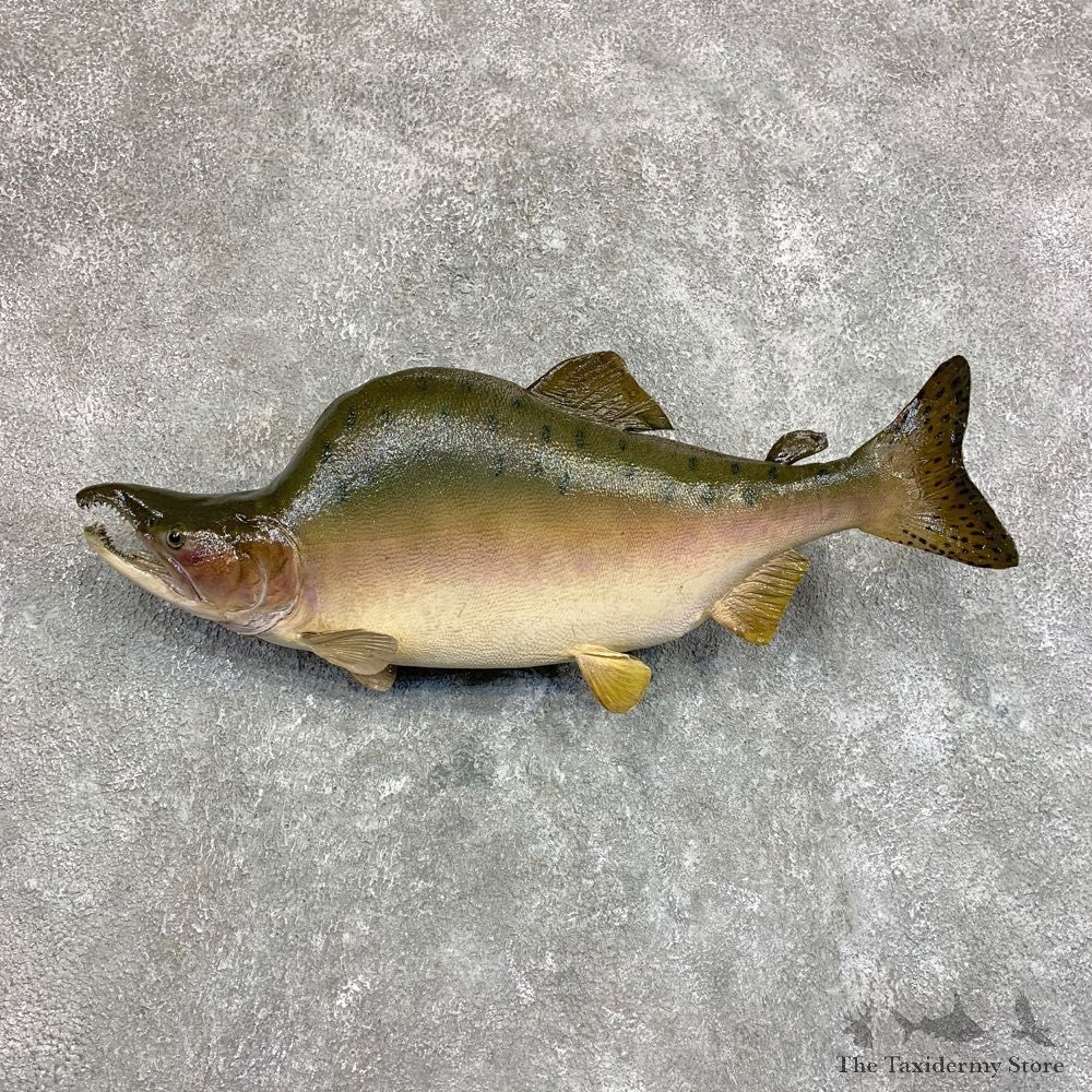 Pink Salmon Taxidermy Fish Mount For Sale #22049 @ The Taxidermy Store