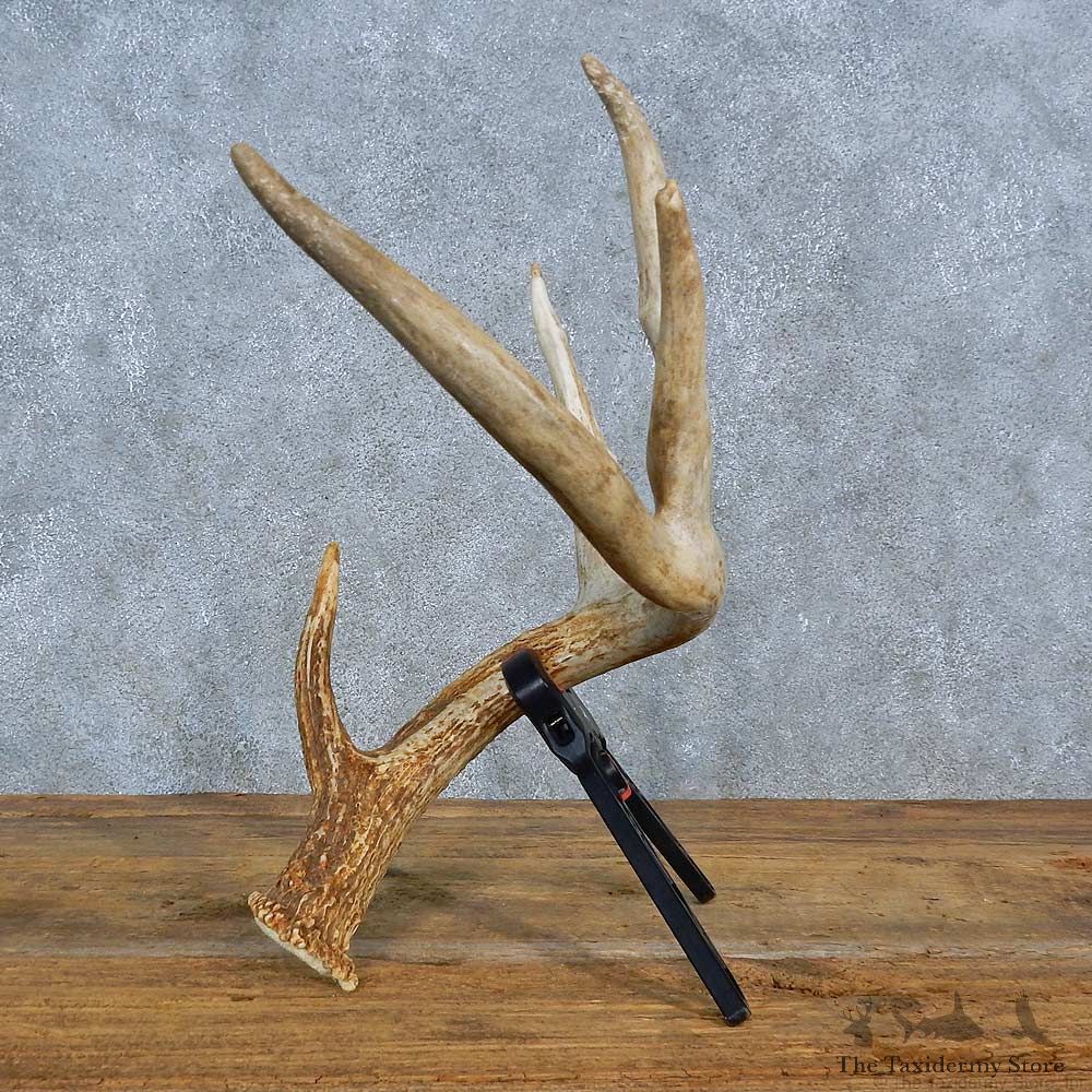 Whitetail Deer Antler Shed For Sale #15447 @ The Taxidermy Store