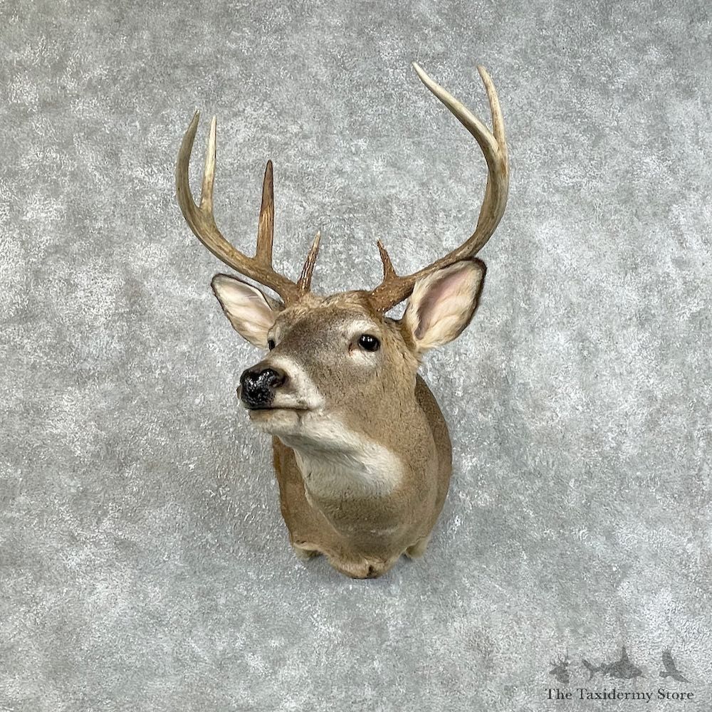 Whitetail Deer Shoulder Mount For Sale #25784 @ The Taxidermy Store