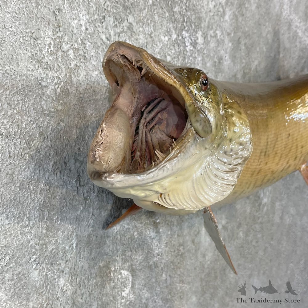 Musky Taxidermy Fish Mount For Sale #25929 @ The Taxidermy Store