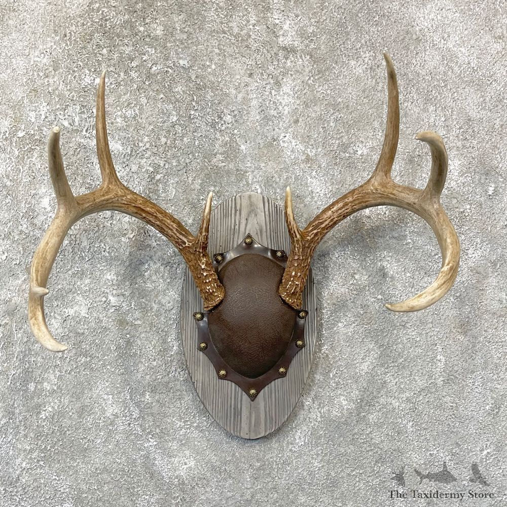 Whitetail Deer Antler Plaque Mount For Sale #24743 @ The Taxidermy Store