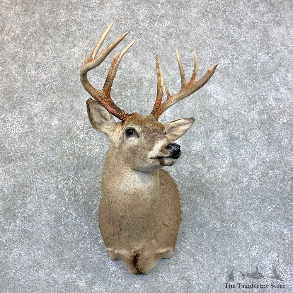 Whitetail Deer Shoulder Mount #23883 For Sale @ The Taxidermy Store