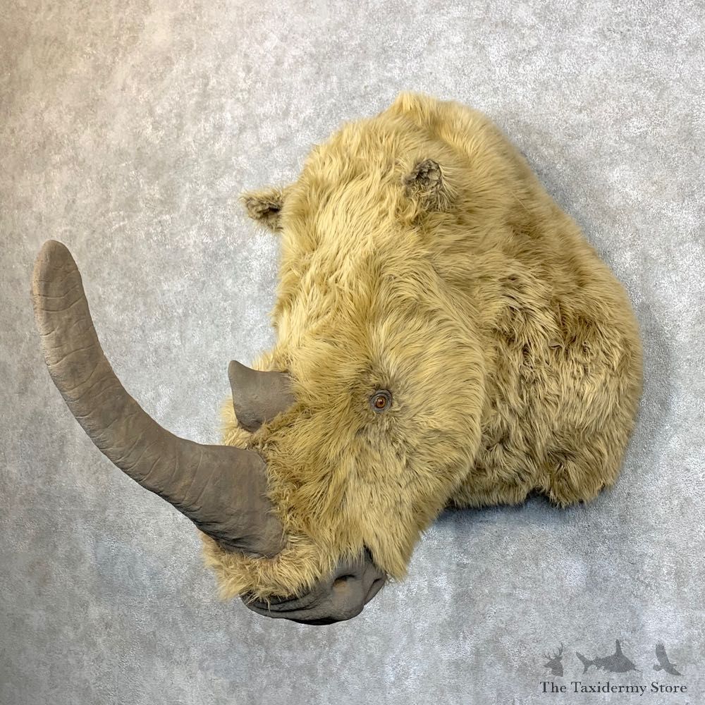 Woolly Rhinoceros Replica Shoulder Mount For Sale #23713 @ The Taxidermy Store