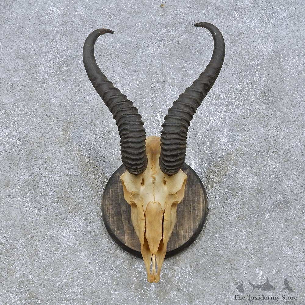 Springbok Skull & Horn European Mount For Sale #14930 @ The Taxidermy Store