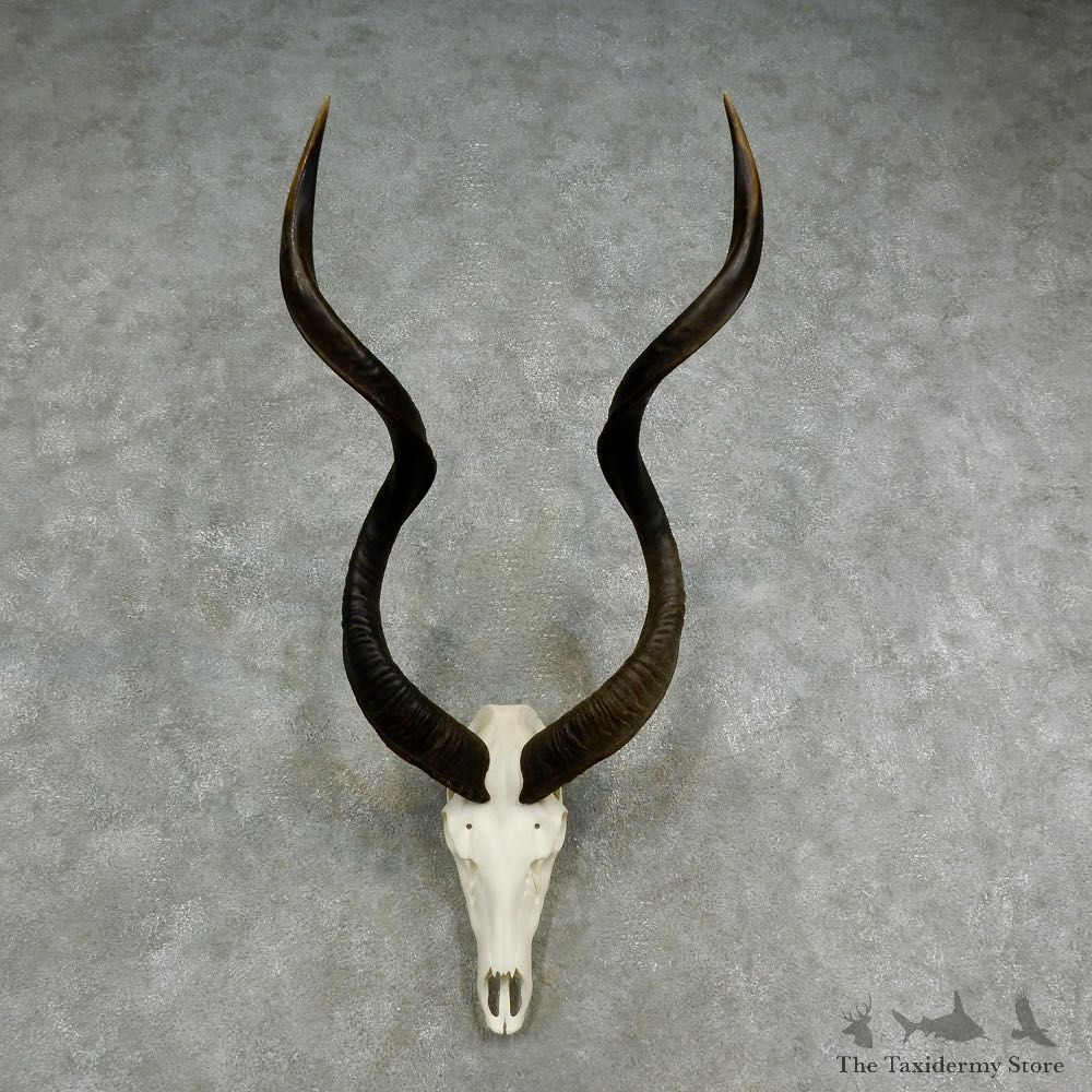 Kudu Skull & Horn European Mount For Sale #17022 @ The Taxidermy Store
