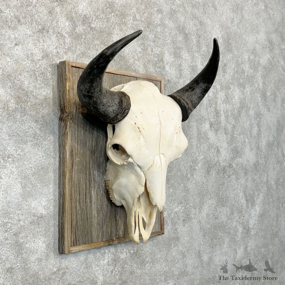 Buffalo Bison Skull Mount For Sale #29038 @ The Taxidermy Store
