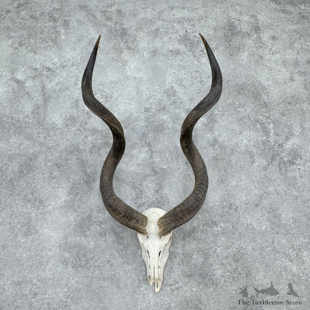 Greater Kudu Skull & Horns European Mount For Sale #32398 @ The Taxidermy Store