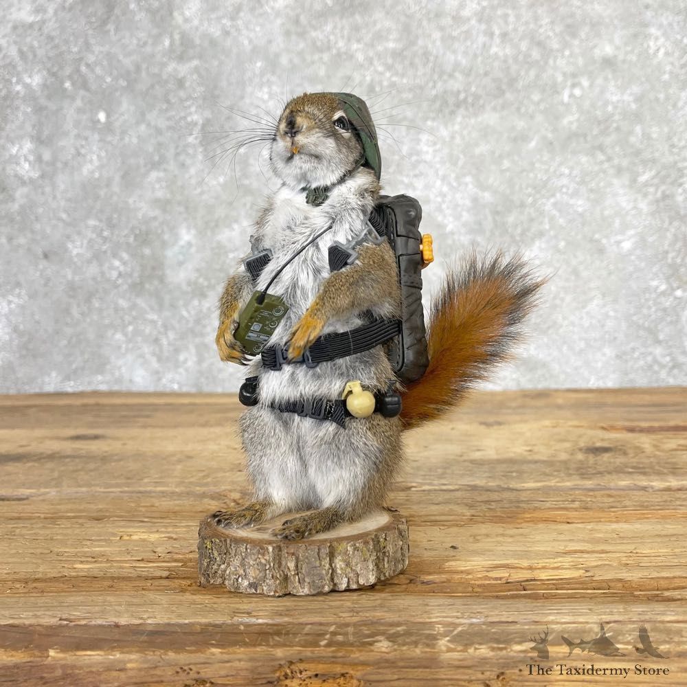 Commander Squirrel Novelty Mount For Sale #25034 @ The Taxidermy Store