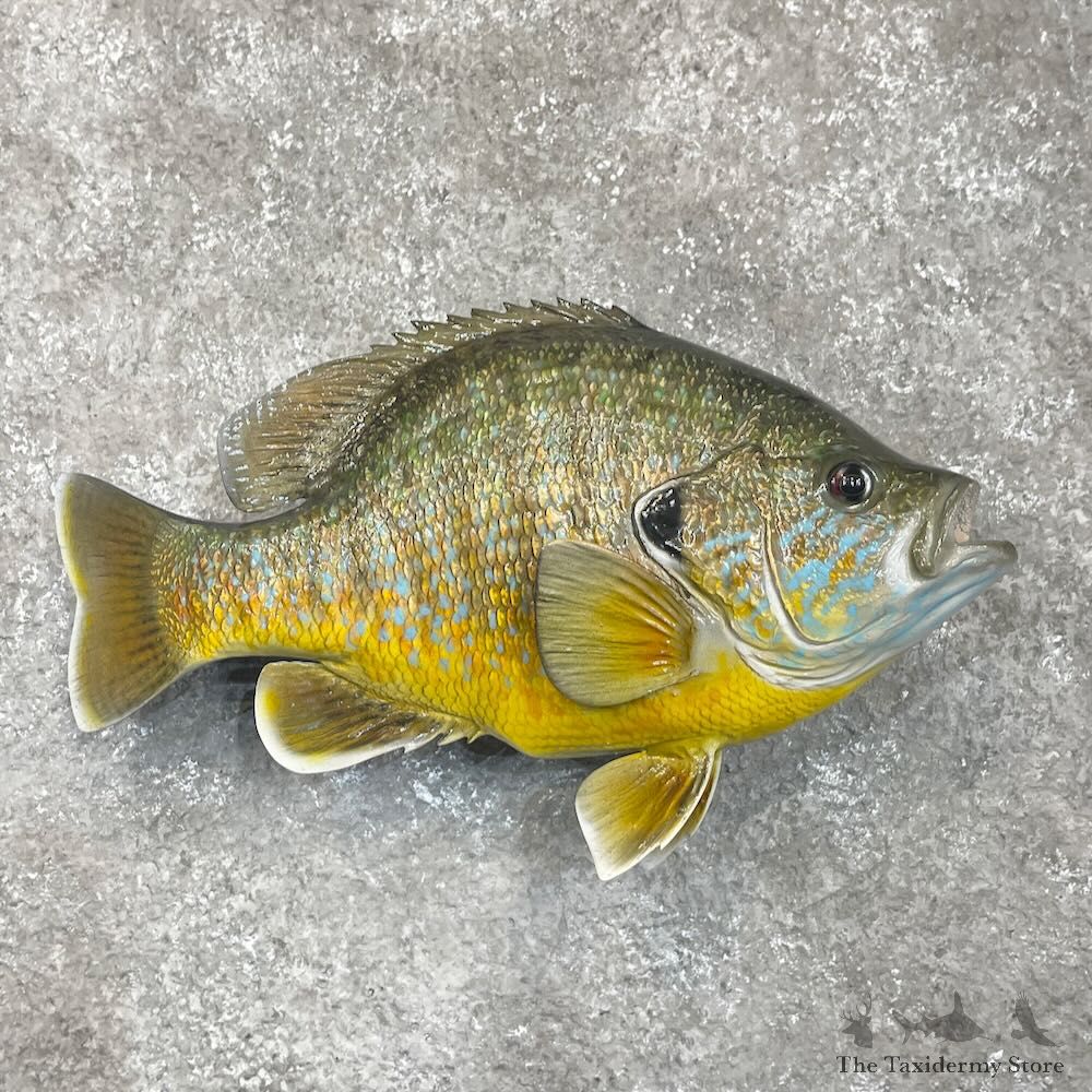 Pumpkinseed Sunfish Fish Mount For Sale #28535 @ The Taxidermy Store
