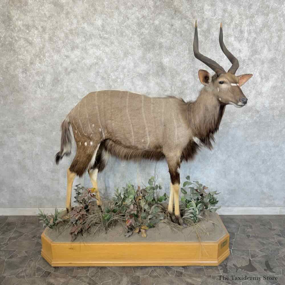 African Nyala Taxidermy Mount #12322 For Sale @ The Taxidermy Store