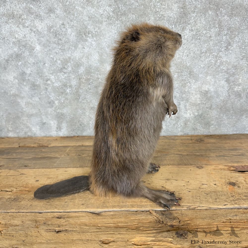 North American Juvenile Beaver Mount For Sale #29512 @ The Taxidermy Store