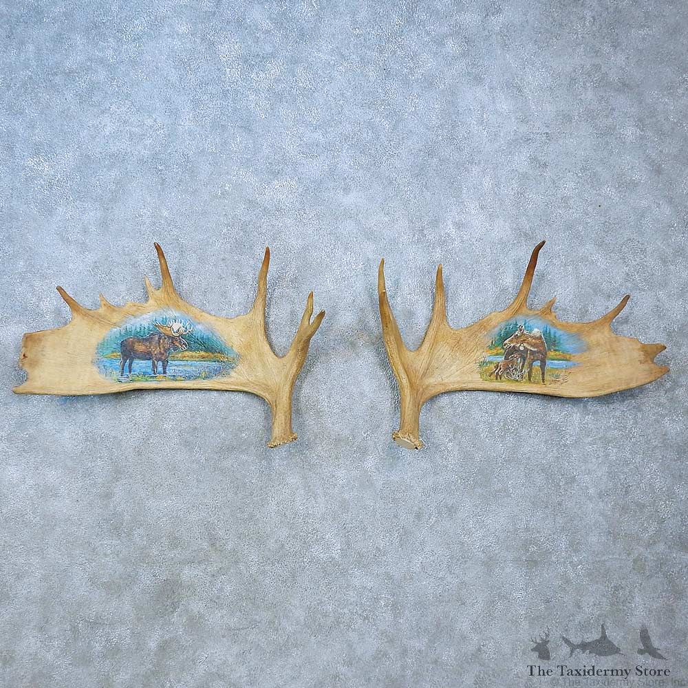 Painted Moose Antler Set For Sale #15479 @ The Taxidermy Store