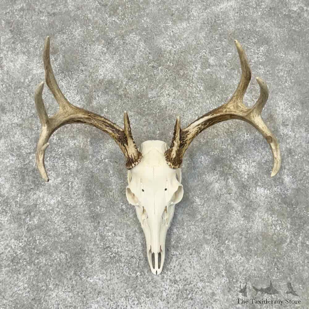 Whitetail Deer Skull European Mount For Sale #30499 @ The Taxidermy Store