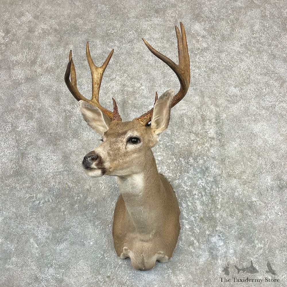 Columbian Black-tailed Deer Shoulder Mount For Sale #20835 @ The Taxidermy Store