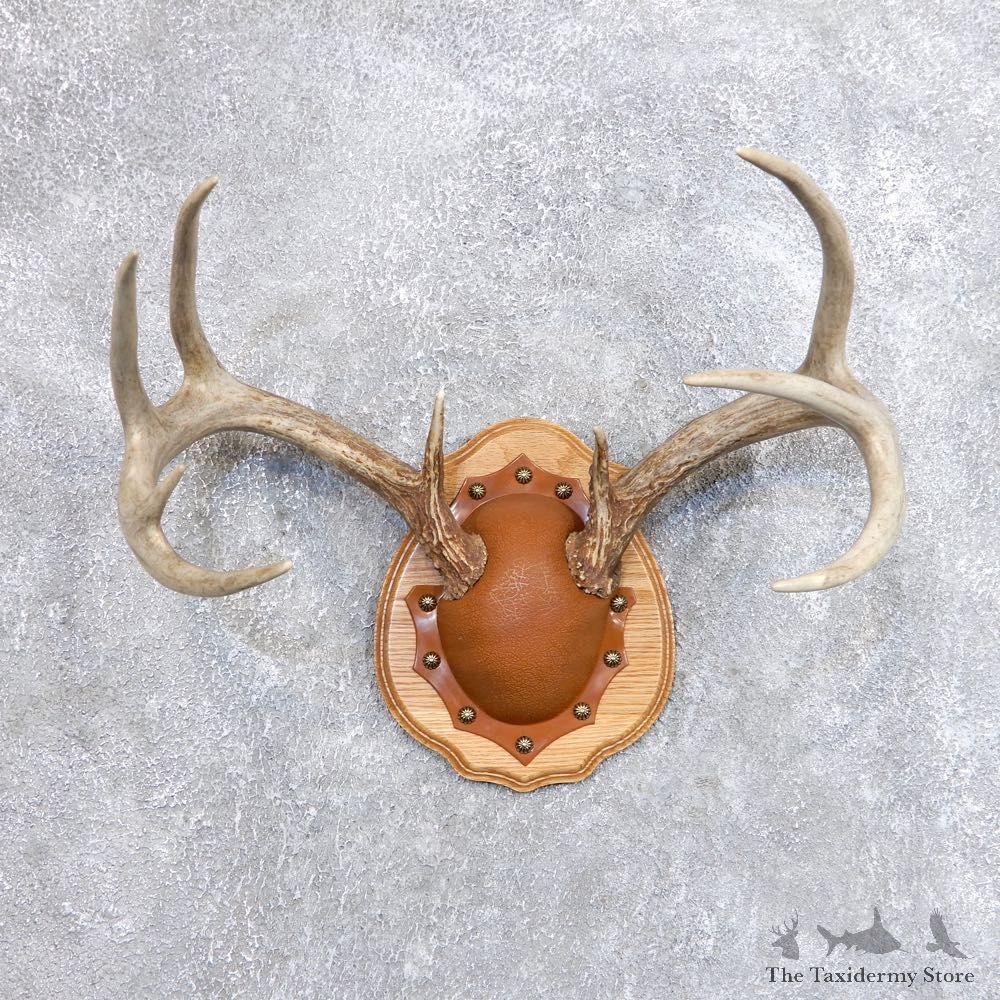 Whitetail Deer Antler Plaque Mount For Sale #18714 @ The Taxidermy Store