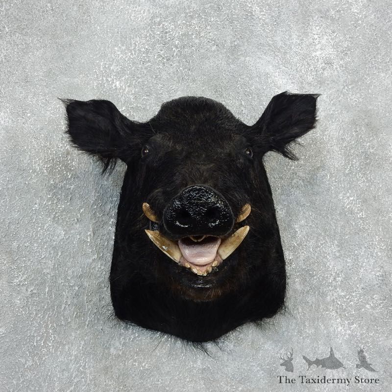 Wild Boar Shoulder Mount For Sale #18052 @ The Taxidermy Store